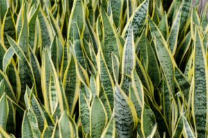 Shademaster_5_Hard-to-Kill_Plants_for_Outdoor_Rooms